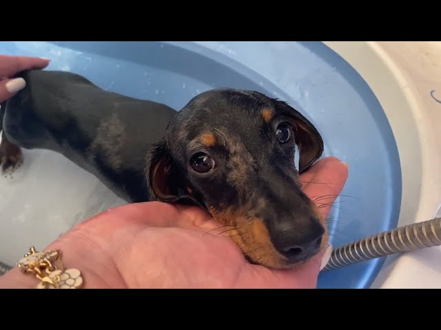 MINI DACHSHUND PUPPY HAS HIS FIRST BATH EVER 🛁