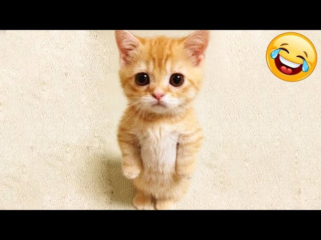 Funniest Animals 2024 🤣😅 New Funny Cats and Dogs Videos 😸🐶