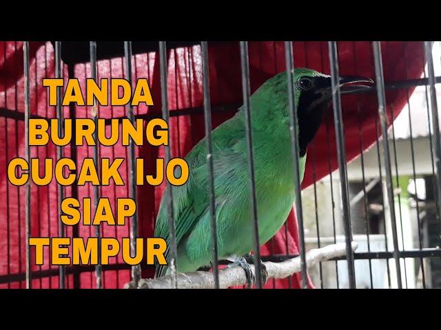 3 CIRI CIRI BURUNG CUCAK IJO YANG SIAP DI LOMBAKAN/SIAP TEMPUR DI AREANA