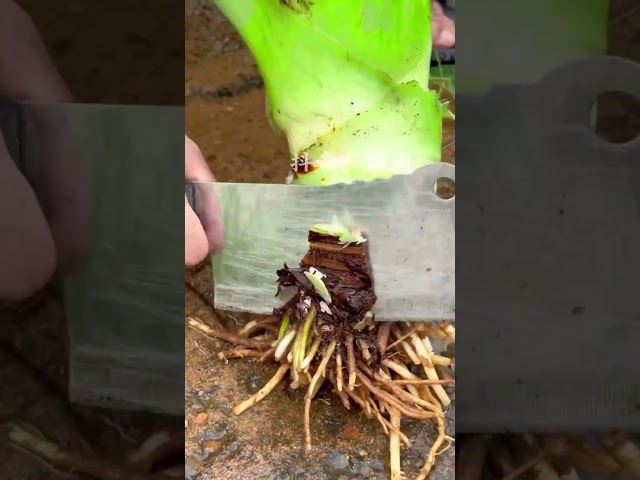 Fresh Vegetables Cutting shot #shorts #youtubeshorts #agriculture #farming