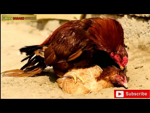 Aseel Murga sex video New update🐓👌 Aseel Breeding pair Rooster and Aseelhen How do Asil Chickens 💯 🎥