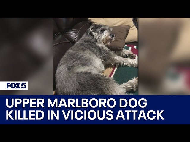 Upper Marlboro man's dog killed in vicious attack during morning walk | FOX 5 DC