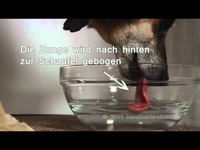 Wie trinken Hunde?