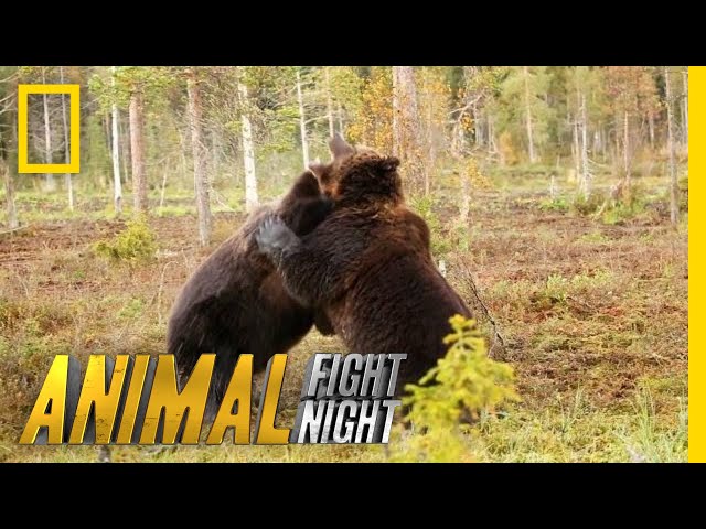 Brown Bear Battle: It's On! | Animal Fight Night