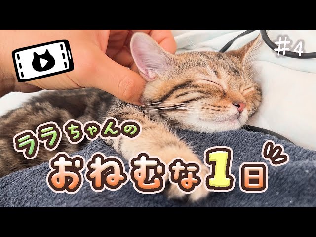 【癒し】ひたすら眠い子猫が可愛すぎる【ララちゃん＃4】