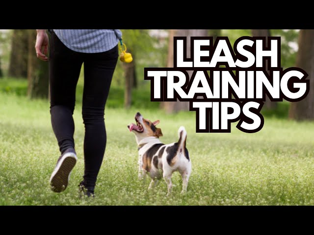 Leash Training Explained: Set Your Dog Up for Successful Walks