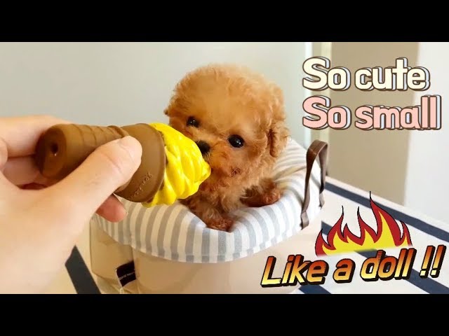 Smallest Brown mini teacup poodle puppy - Teacup puppies KimsKennelUS