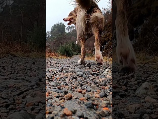 Keep up, #sheepdog #mountain #scotland  #ultramarathonrunner #explore #adventure