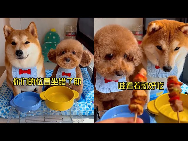 今日早餐-口蘑虾滑堡 #安静的布丁妹妹 #柴犬 #泰迪【布丁合集】