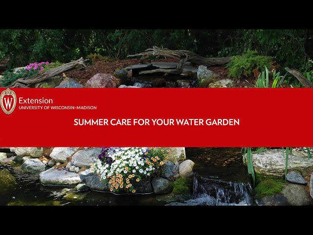 Summer Care for Your Water Garden