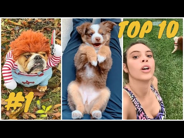 😆 TOP 10 most cute and funny dogs & puppies of the day - try not to laugh (Compilation #1)