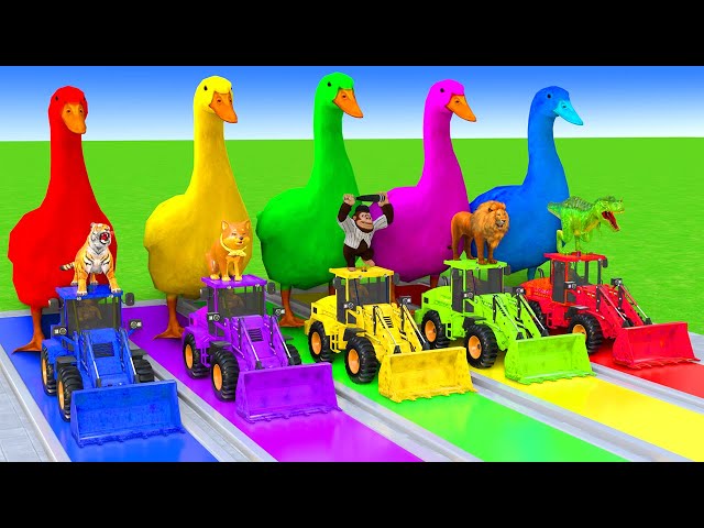 5 Giant Duck Cartoon,Cow,Elephant,Tiger,Lion,Dinosaur,Paint Wild Animals Crossing Fountain Animation