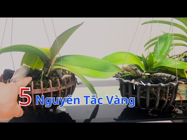 Chơi Lan Hồ Điệp bạn phải biết 5 nguyên tắc này @Cuocsongthuc6789