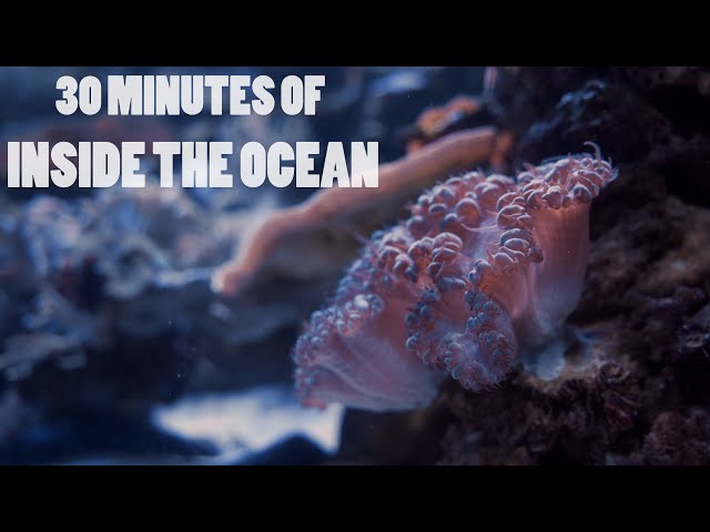 30 Minutes of Inside the Ocean with Music for Sleep, Study, Stress Relief and Soothing Yourself