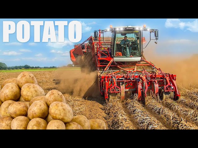 Potato Farming & Processing - Start to Finish