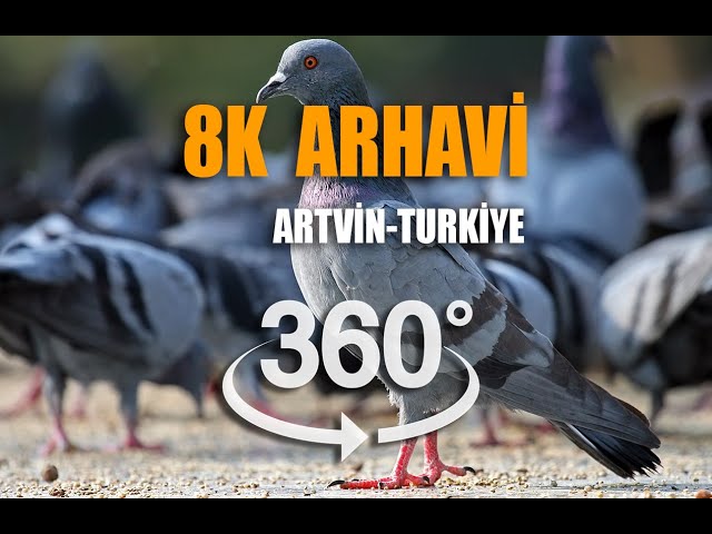 It's time to cool off for the Free Birds of Artvin-Arhavi. | 8K VR Video |