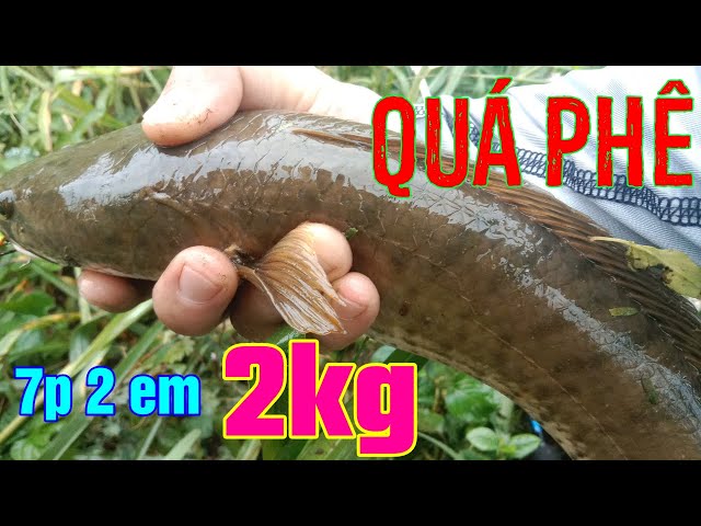 Hành Trình Đi Săn Cá Lóc (Tập 2) |The journey to hunt snakehead fish (episode 2) #caulure #fishing