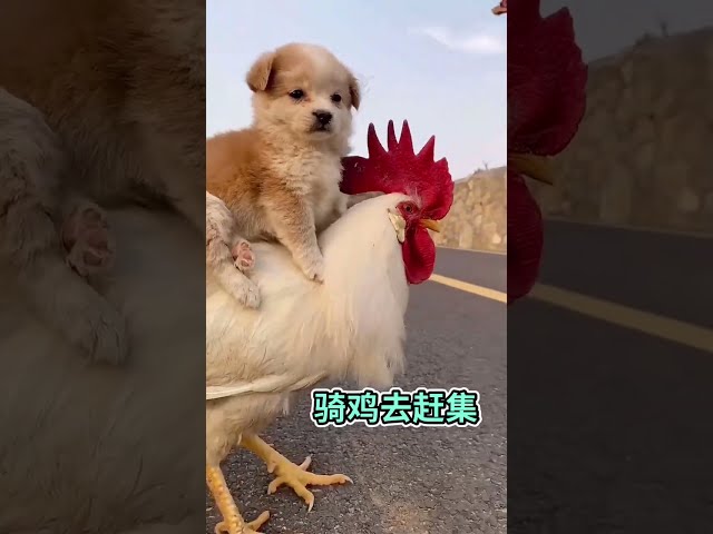 The puppy uses the big cock as a mount