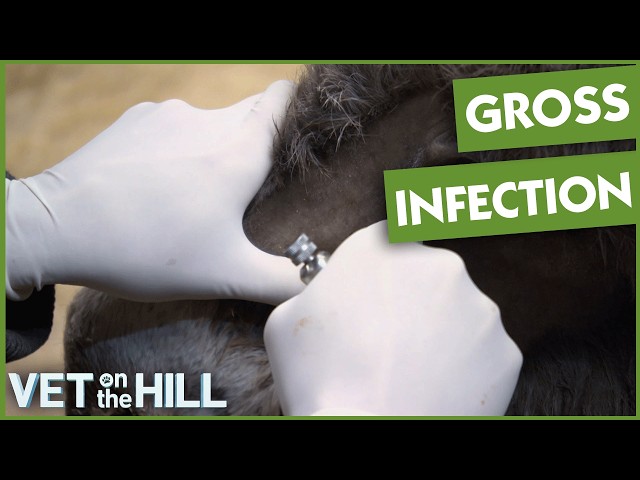 Drilling A Hole In Donkey's Nose To Relieve Blocked Sinuses 🤢 | Vet On The Hill