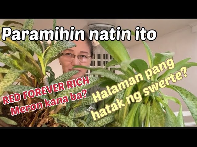 RED FOREVER RICH ( silver squil) PROPAGATION AND CARE GUIDE || MASUERTENG  HALAMAN