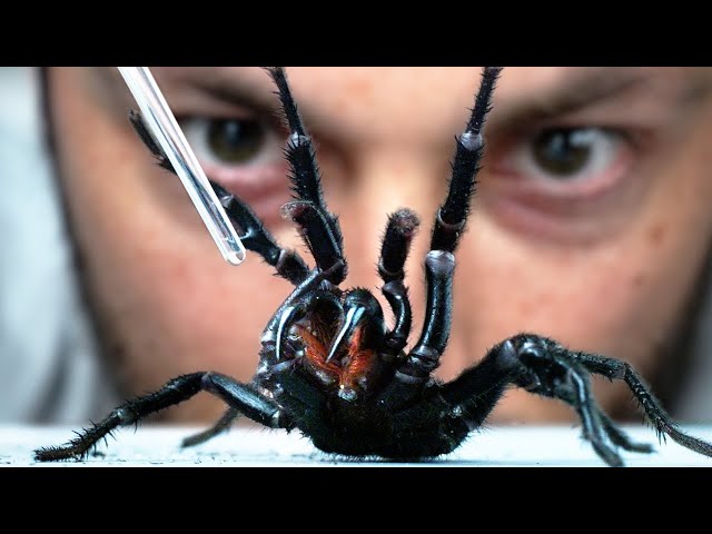 I Vacuum Venom from the World's Deadliest Spider