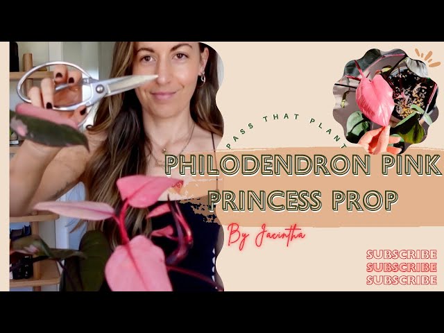 Philodendron Pink Princess Propagation & Care | White Princess Philodendron Plant Propagation Update