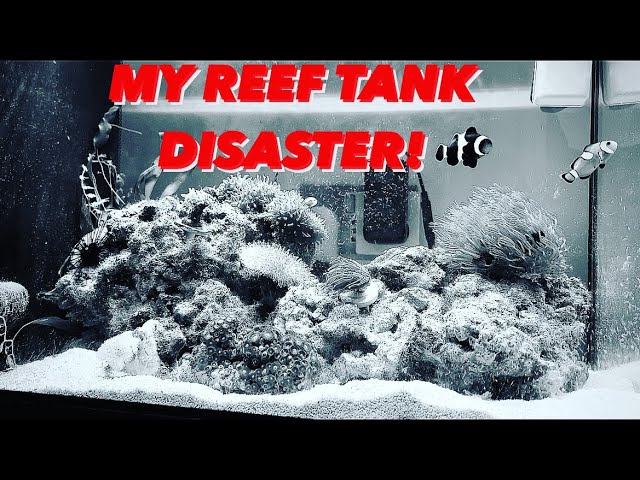 MY REEF TANK DISASTER! New Fluval Spec Marine Reef Tank - Sea Urchin, Clownfish and Euphyllia Corals