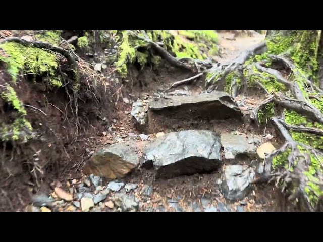 Heather Lake Trail: A Rainy Midsummer Walk (4)