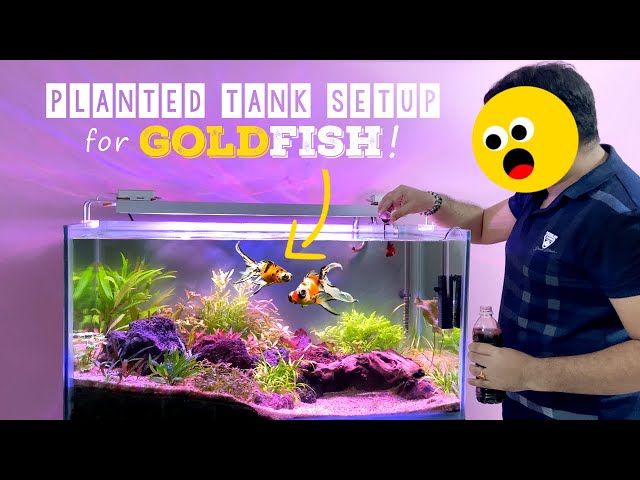 DIY Planted Goldfish Tank: Stunning Fancy Goldfish Aquarium Setup!