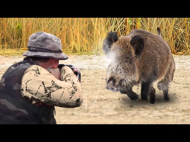 DANGEROUS GIANT BOARS TOP 50 WILD BOAR, MOST EXCITED HUNTING SCENES! #hoghunt #wildboar #wildpig