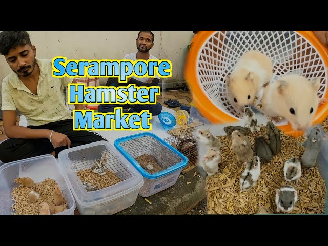 Hamster, Gerbil & Fancy Mouse Market। Serampore Pet Market।