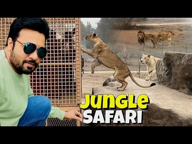 Jungle Safari mai open Tigers aur Van mai hum | Lahore Safari Zoo 🐅