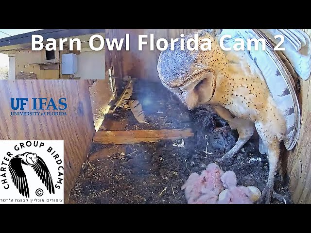 LIVE Barn Owl Florida Cam 2| The Charter Group of Wildlife Ecology| University of Florida