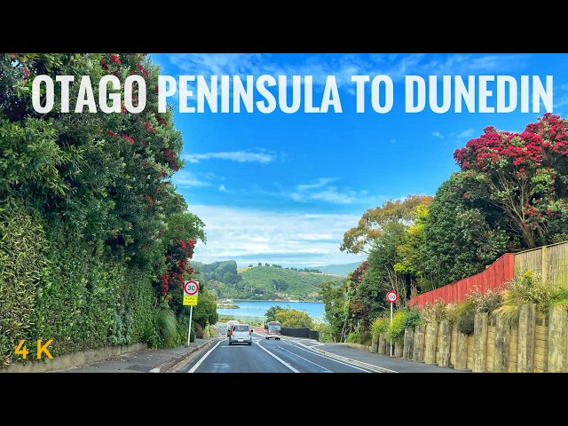 Dunedin Most Scenic Drive Otago Peninsula To Dunedin City Centre 2025 4K | New Zealand Driving Tour