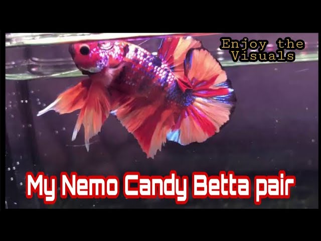 My Nemo Candy Betta Pair | தமிழ் | Pets for You #bettafish #nemo candybetta