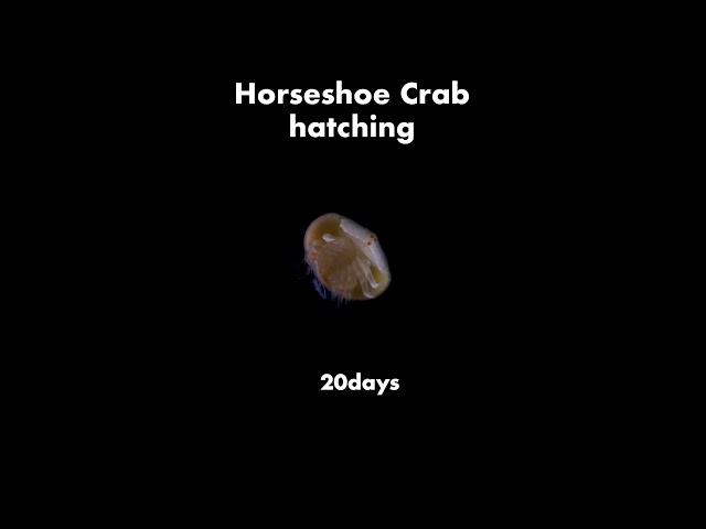 Horseshoe Crab hatching