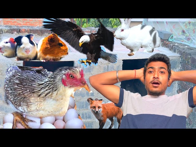 Hamara Pet House Ma Phela Murgi Ka Aanda Daily pets vlog