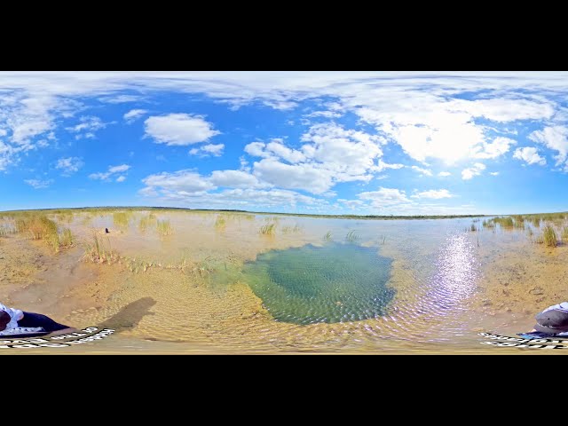 360 VR Everglades | "Alligator Pit" Solution Hole #360 #VR #nationalpark