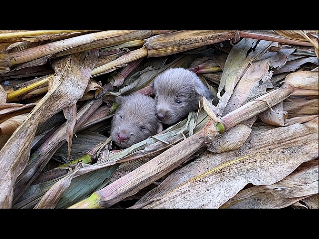 "Please save us" - 2 hungry stray dogs - crying and crawling in the wild looking for their mother