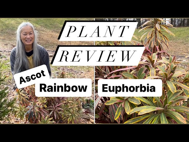 Ascot Rainbow Euphorbia//Plant Review