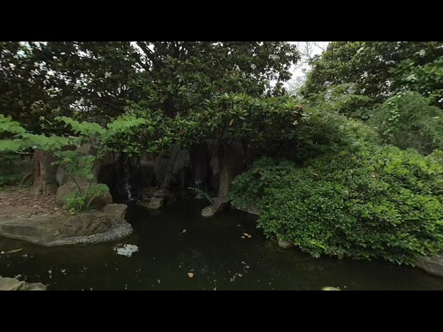 botanic gardens meditate and relax with the koi fish