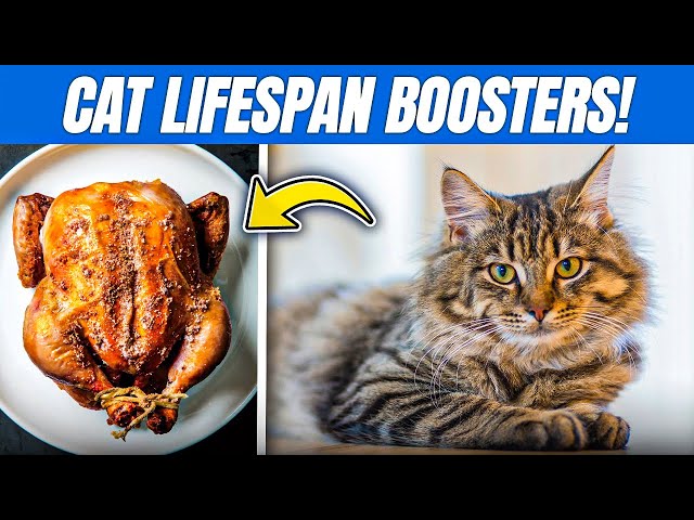 How to Boost Your Cat’s Life with Simple Human Foods