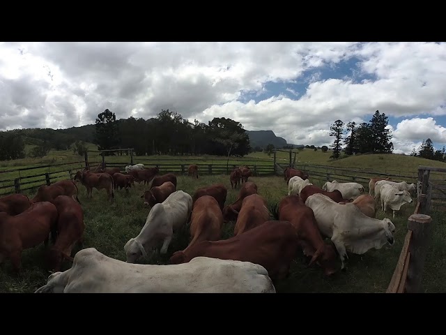 Cattle in 360