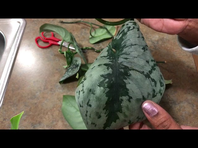 The Mealy Bug Scindapsus Pothos