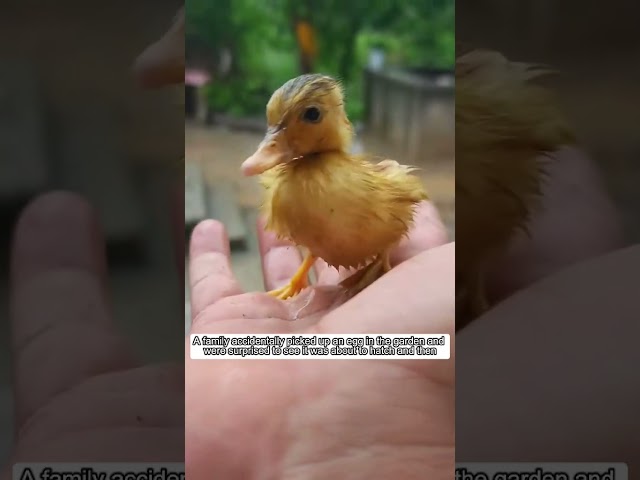 Rescate a un pequeño Pato Amarillo