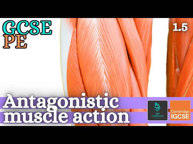 GCSE PE - ANTAGONISTIC MUSCLE ACTION - Anatomy and Physiology (Skeletal and Muscular System - 1.5)