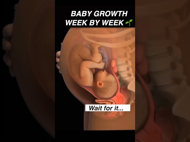 Your baby’s growth week by week! #pregnancy #womenshealth #mother #anatomy #pregnant