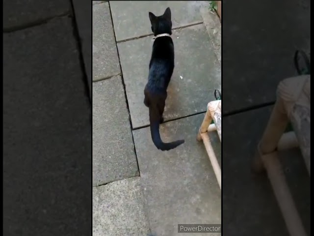 Saving a Terrified Mouse from a Scary, Elderly Cat