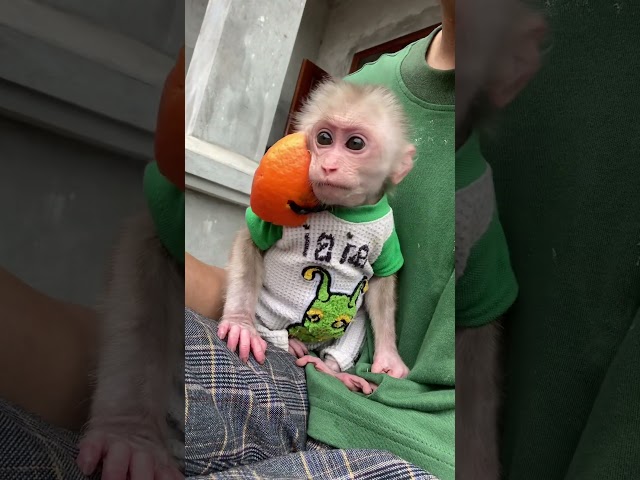 Bibi shook his head and his hat fell off.🥰 #monkey #monkeys #funny