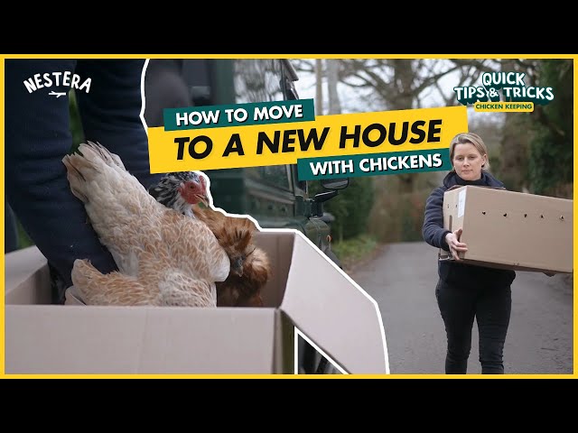 How to move to a new house with chickens